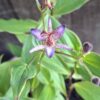 1000507201-1-scaled.jpg Toad Lilies (Tricyrtis)