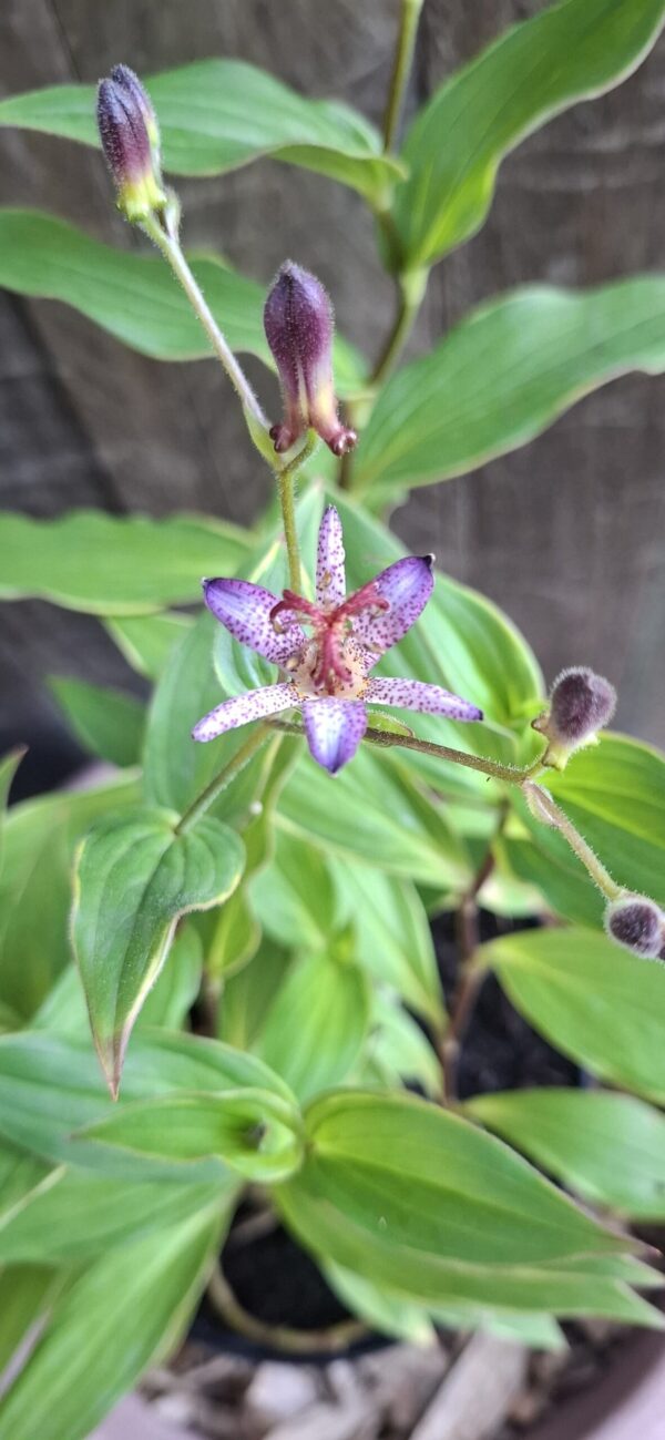 1000507201-1-scaled.jpg Toad Lilies (Tricyrtis)