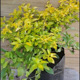 DURANTA ERECTA Showy Stonecrop - Sheenas Gold 4.5L