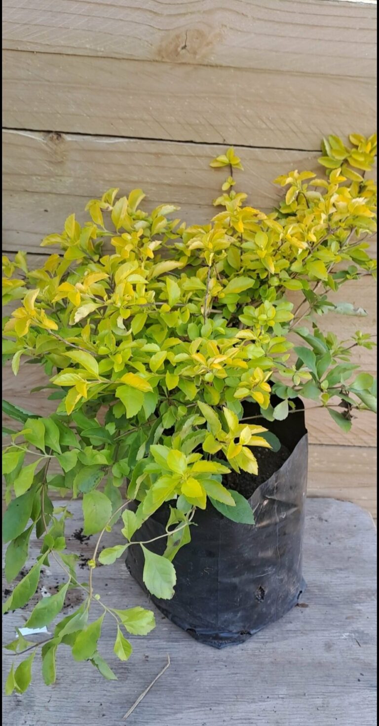 DURANTA ERECTA Showy Stonecrop - Sheenas Gold 4.5L