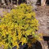 DURANTA ERECTA Showy Stonecrop - Sheenas Gold 4.5L