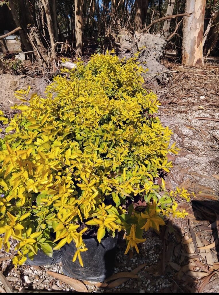 DURANTA ERECTA Showy Stonecrop - Sheenas Gold 4.5L