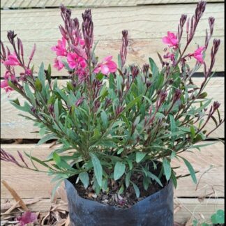 Gaura Pink 12cm