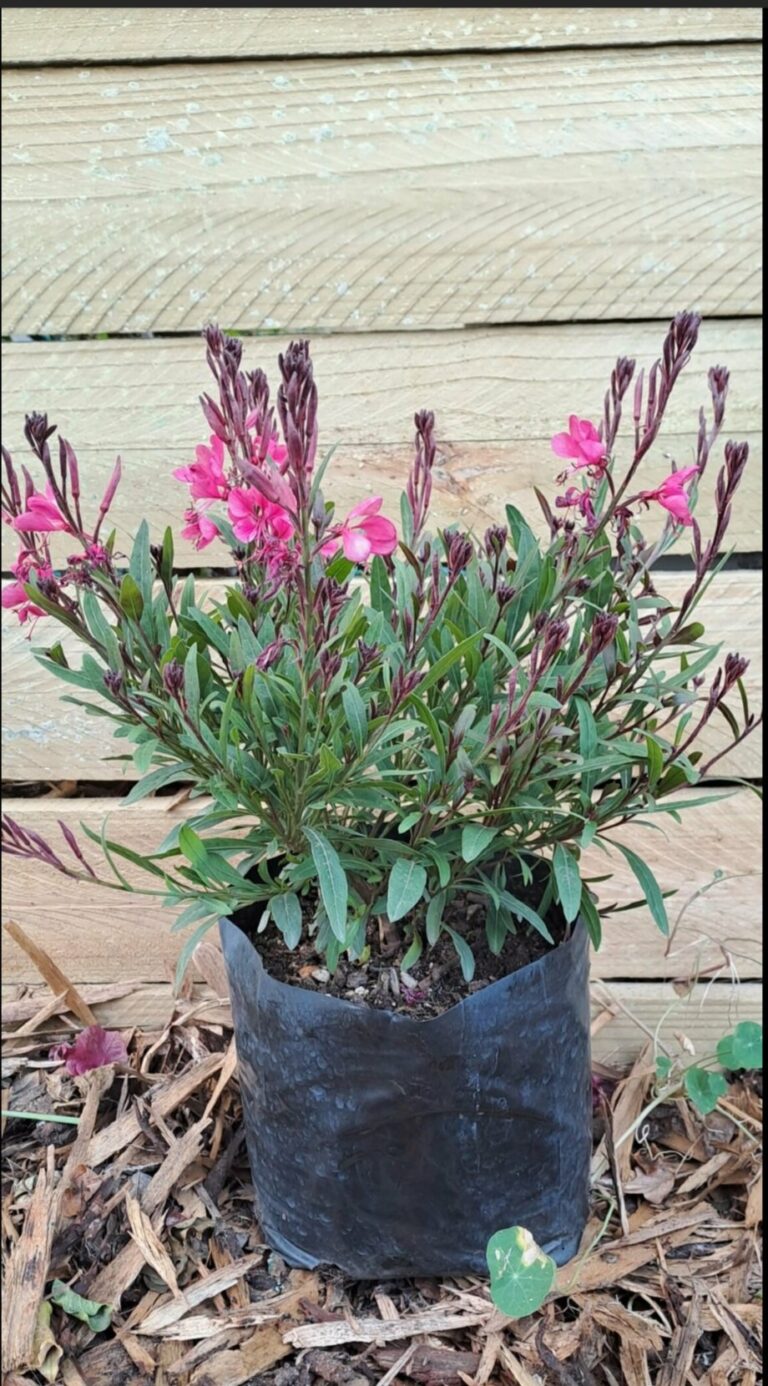 1000515715-1.jpg Gaura Pink