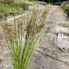 1000515884.jpg JUNCUS EFFUSUS Soft Rush 3L