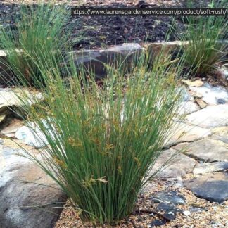 JUNCUS EFFUSUS Soft Rush 3L