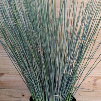 JUNCUS TENIUS - Blue Dart 3L
