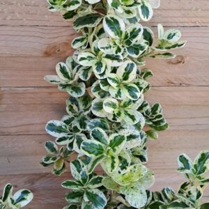 1000520989.jpg COPROSMA REPENS Marble Chips 3L