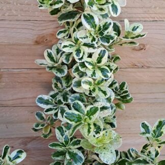 COPROSMA REPENS Marble Chips 3L
