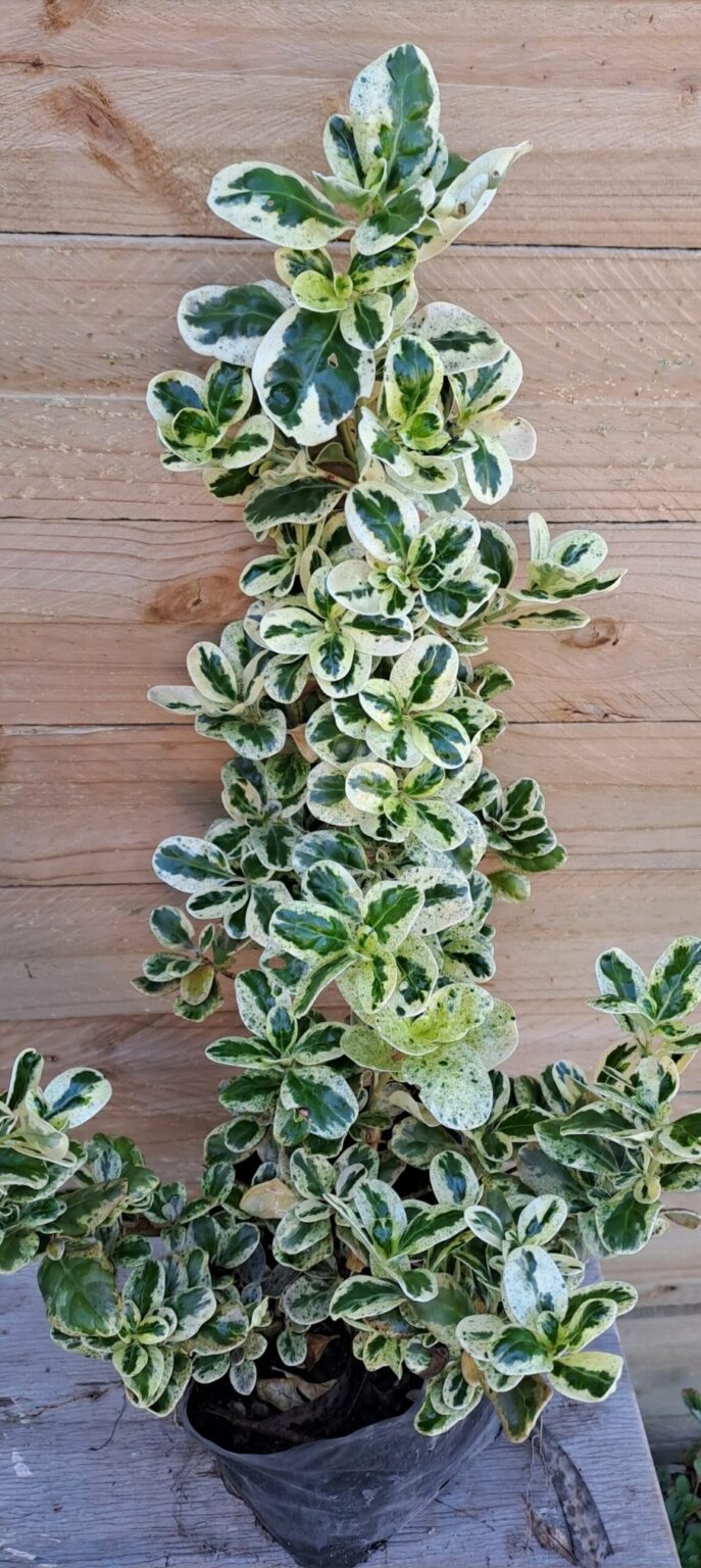 1000520989.jpg COPROSMA REPENS Marble Chips 3L