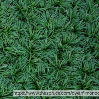 OPHIOPOGON JAPONICUS KYOTO Dwarf Mondo Grass 6PACK