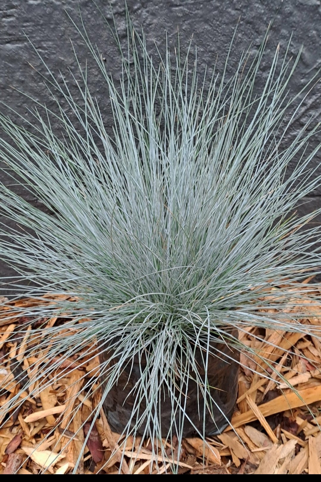FESTUCA GLAUCA Blue Fescue 2,5L - Image 2