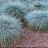 1000521004.jpg FESTUCA GLAUCA Blue Fescue 2,5L