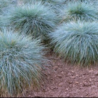 FESTUCA GLAUCA Blue Fescue 2,5L