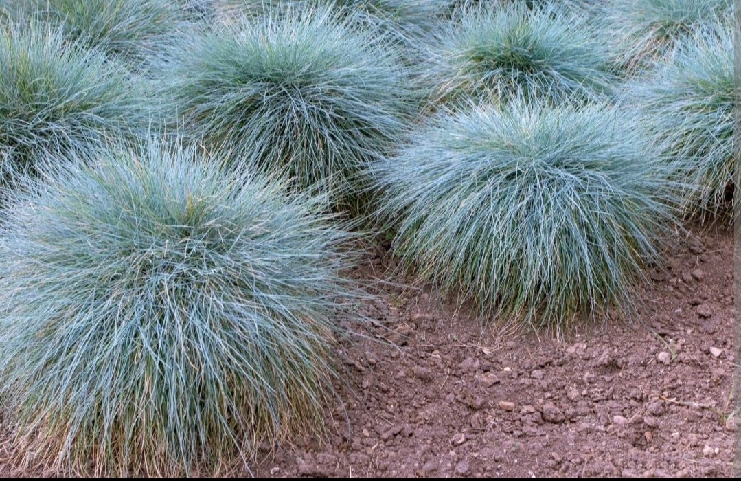 FESTUCA GLAUCA Blue Fescue 2,5L