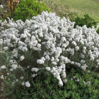 ERIOCEPHALUS AFRICANUS Wild Rosemary 3L