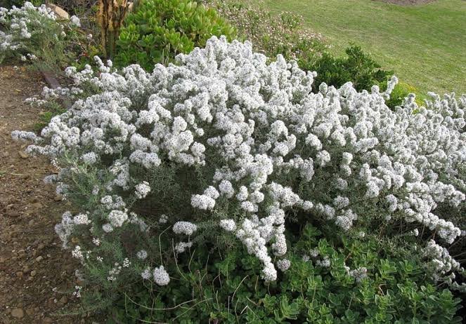 ERIOCEPHALUS AFRICANUS Wild Rosemary 3L