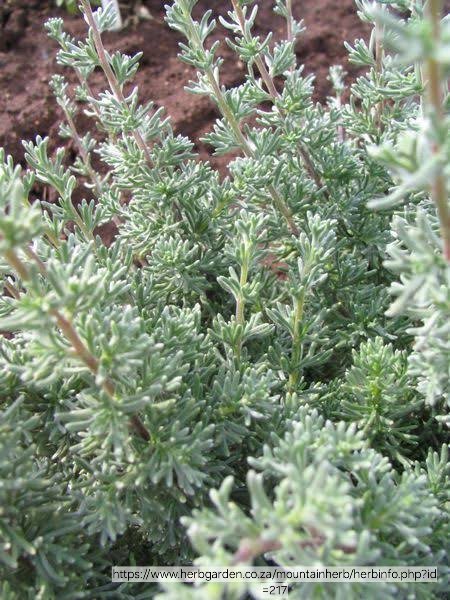 ERIOCEPHALUS AFRICANUS Wild Rosemary 3L - Image 2