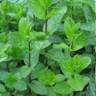 MENTHA X Mint 2,5L