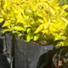1000523170-scaled.jpg Duranta Gold