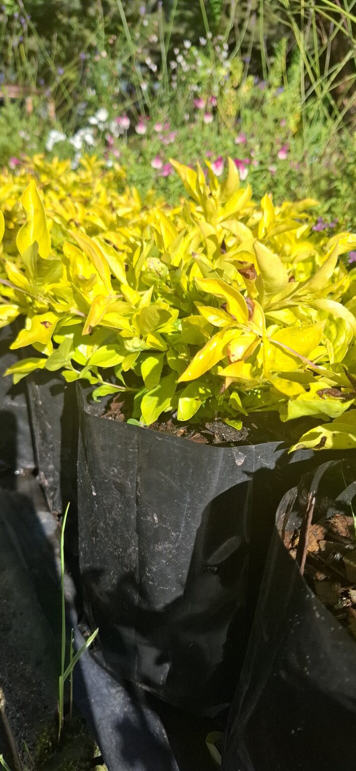 1000523170-scaled.jpg Duranta Gold