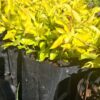 Duranta Gold