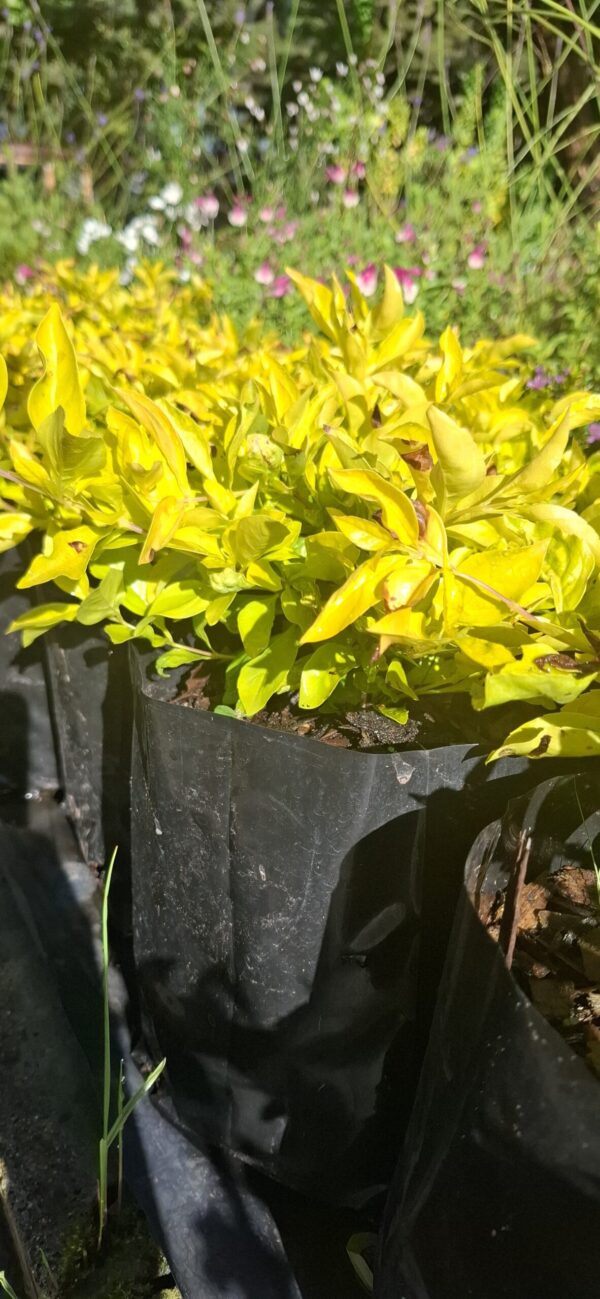Duranta Gold