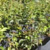1000523172-scaled.jpg Viburnum Tinus Lucidum 10L
