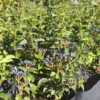 1000523172-scaled.jpg Viburnum Tinus Lucidum 10L