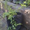 1000523180-scaled.jpg JASMINUM POLYANTHUM Jasmine