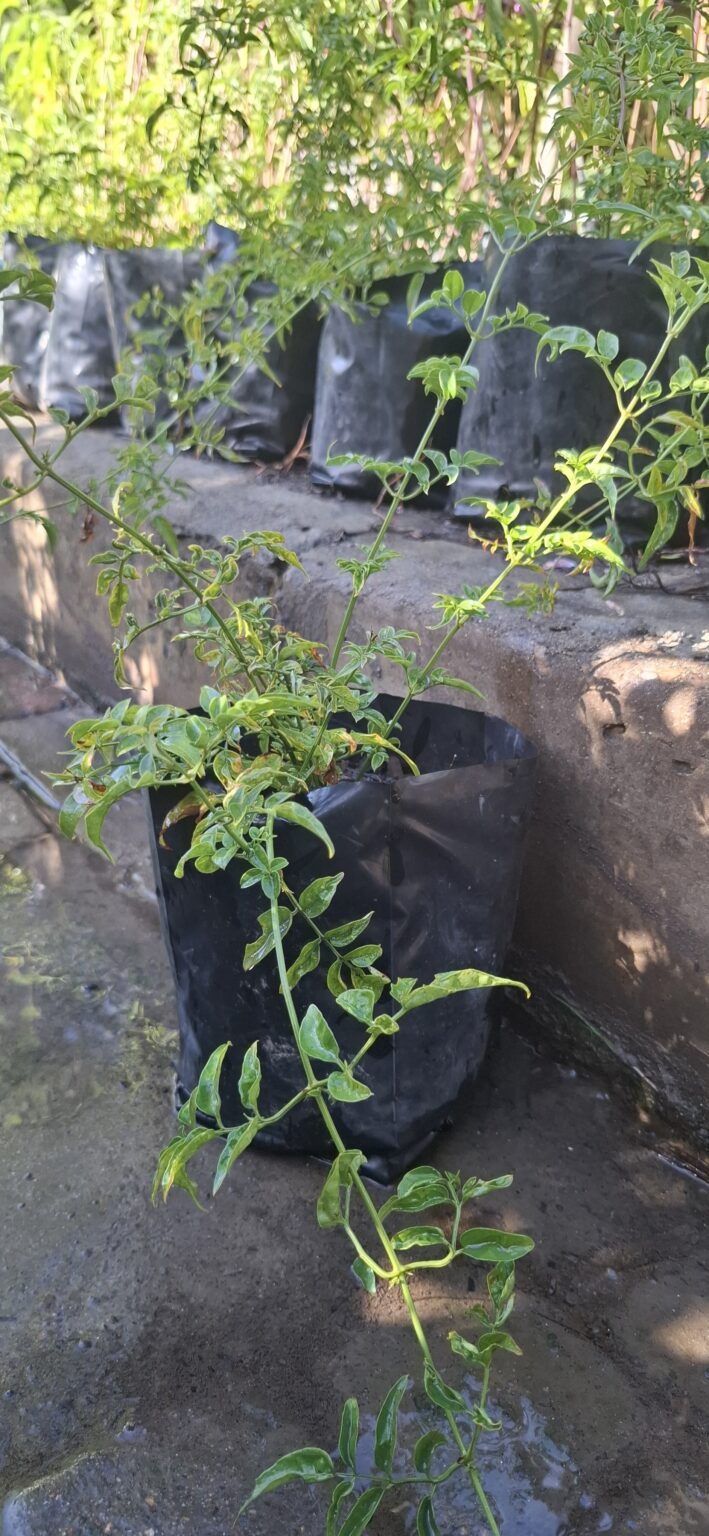 1000523180-scaled.jpg JASMINUM POLYANTHUM Jasmine
