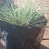 1000523188-scaled.jpg FESTUCA GLAUCA Blue Fescue 2,5L