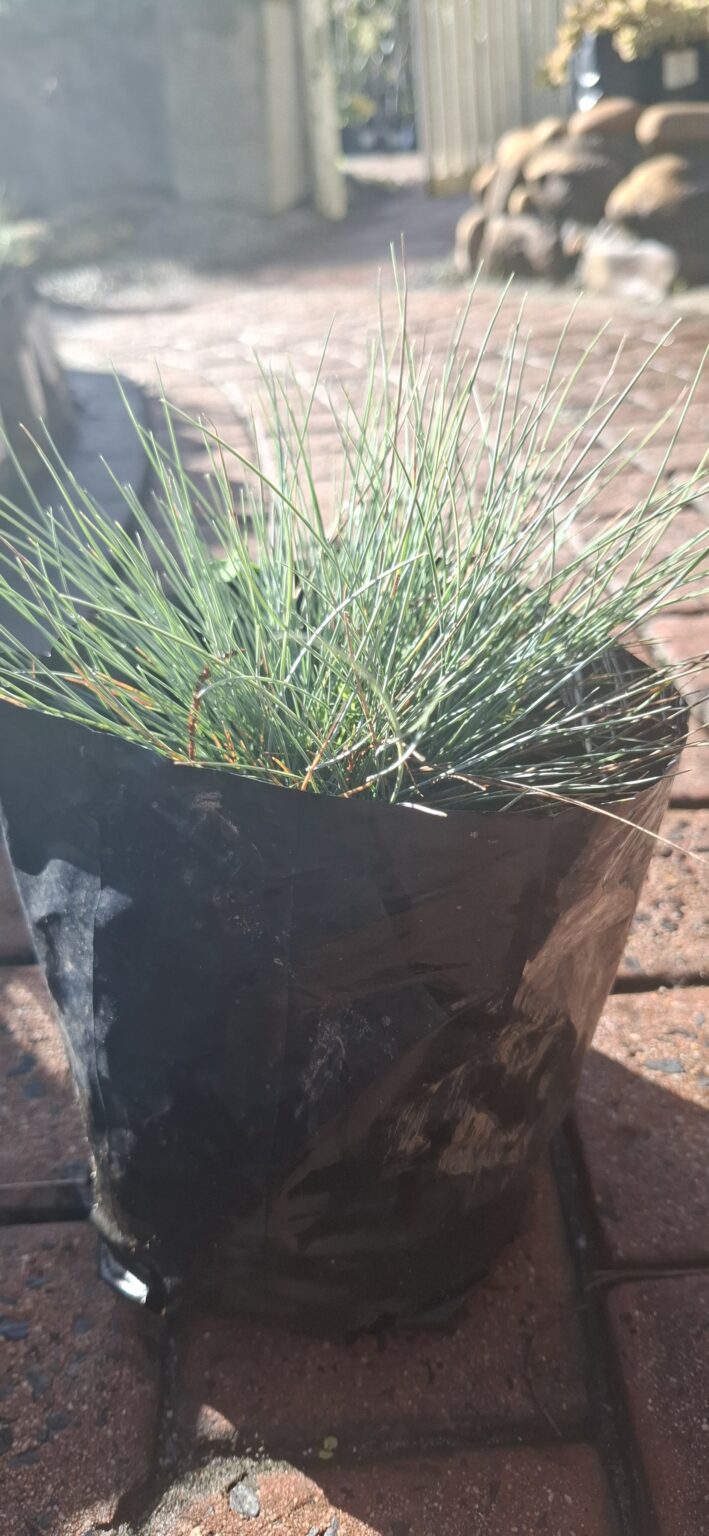 1000523188-scaled.jpg FESTUCA GLAUCA Blue Fescue 2,5L