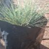 1000523188-scaled.jpg FESTUCA GLAUCA Blue Fescue 2,5L