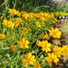 1000523192-scaled.jpg BIDENS FERULIFOLIA - Golden