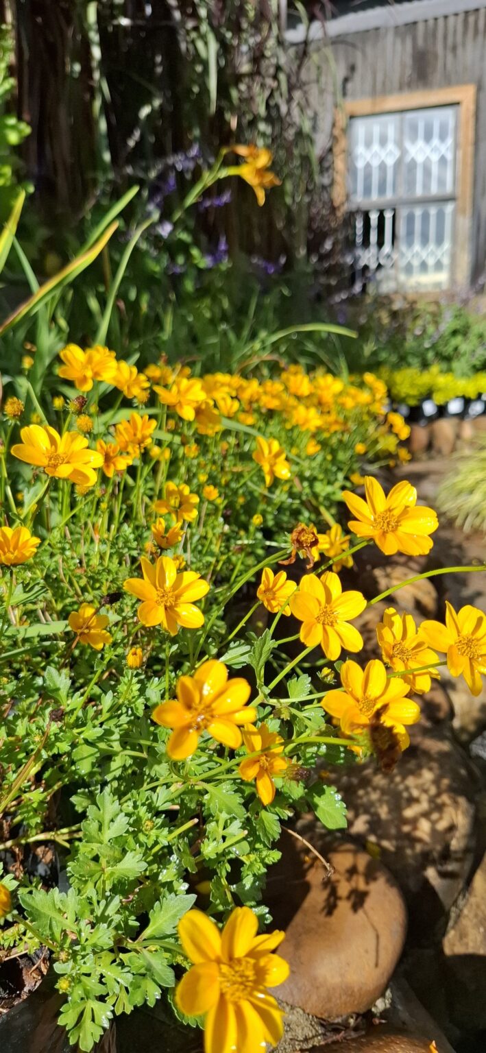 1000523192-scaled.jpg BIDENS FERULIFOLIA - Golden