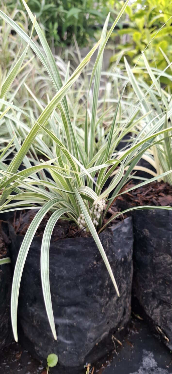 1000523211-scaled.jpg Ophiopogon Intermedius Variegata 'Variegated Mondo Grass'