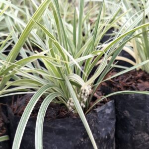 1000523211-scaled.jpg Ophiopogon Intermedius Variegata 'Variegated Mondo Grass'