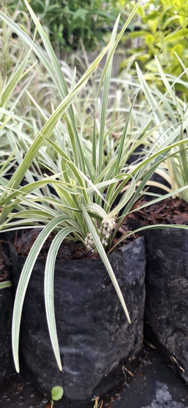 1000523211-scaled.jpg Ophiopogon Intermedius Variegata 'Variegated Mondo Grass'