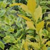 1000523216-scaled.jpg DURANTA ERECTA - Goldmine 4,5L