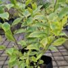 1000523217-scaled.jpg DURANTA ERECTA - Goldmine 4,5L