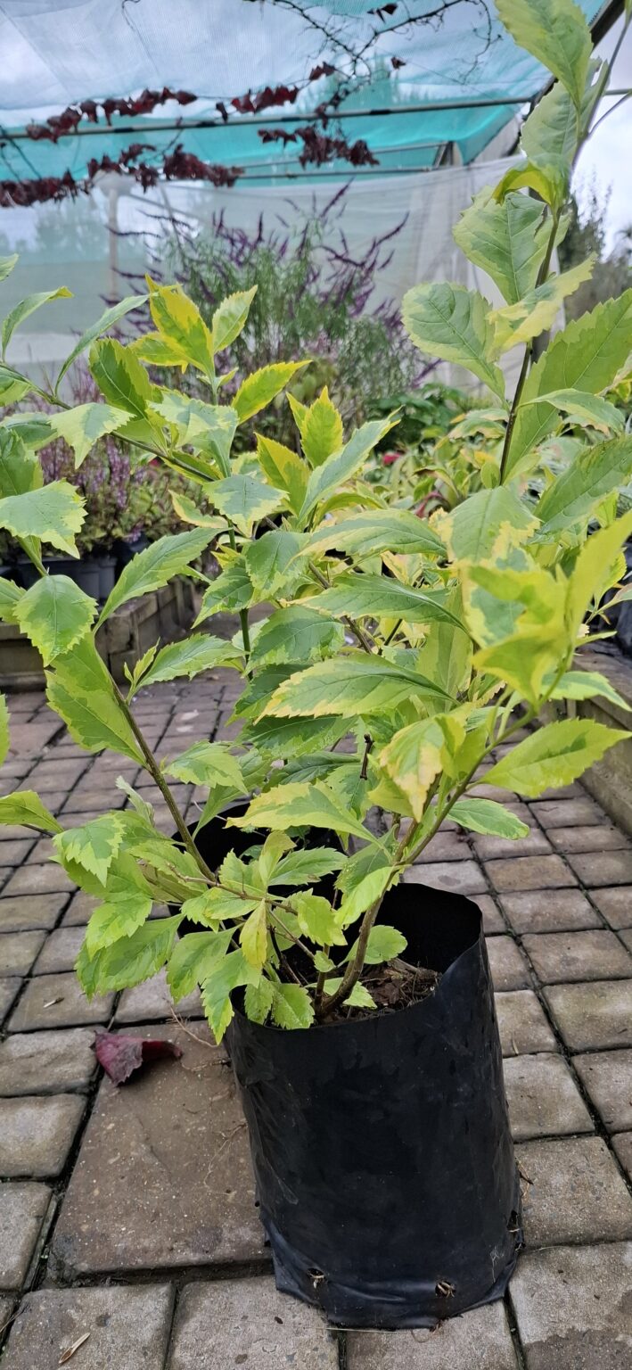 1000523217-scaled.jpg DURANTA ERECTA - Goldmine 4,5L