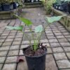 1000523259-scaled.jpg ZANTEDESCHIA AETHIOPICA Arum Lily - White 3L