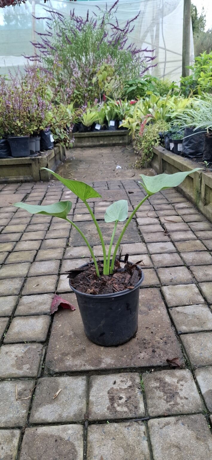 1000523259-scaled.jpg ZANTEDESCHIA AETHIOPICA Arum Lily - White 3L