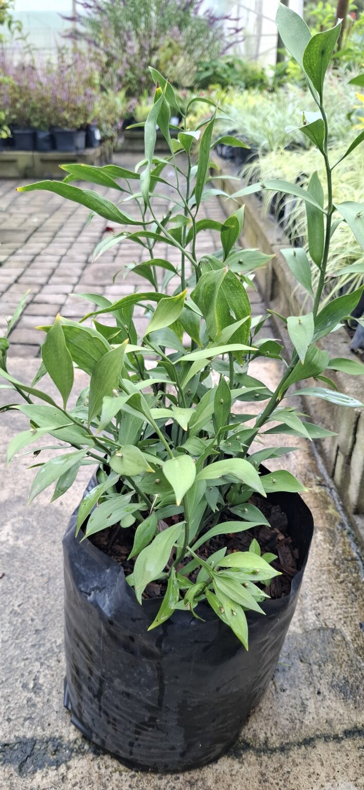 1000523276-scaled.jpg Ruscus 10L