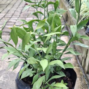 1000523276-scaled.jpg Ruscus 10L