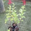 1000523298-scaled.jpg Salvia Elegans 'Pineapple Sage'