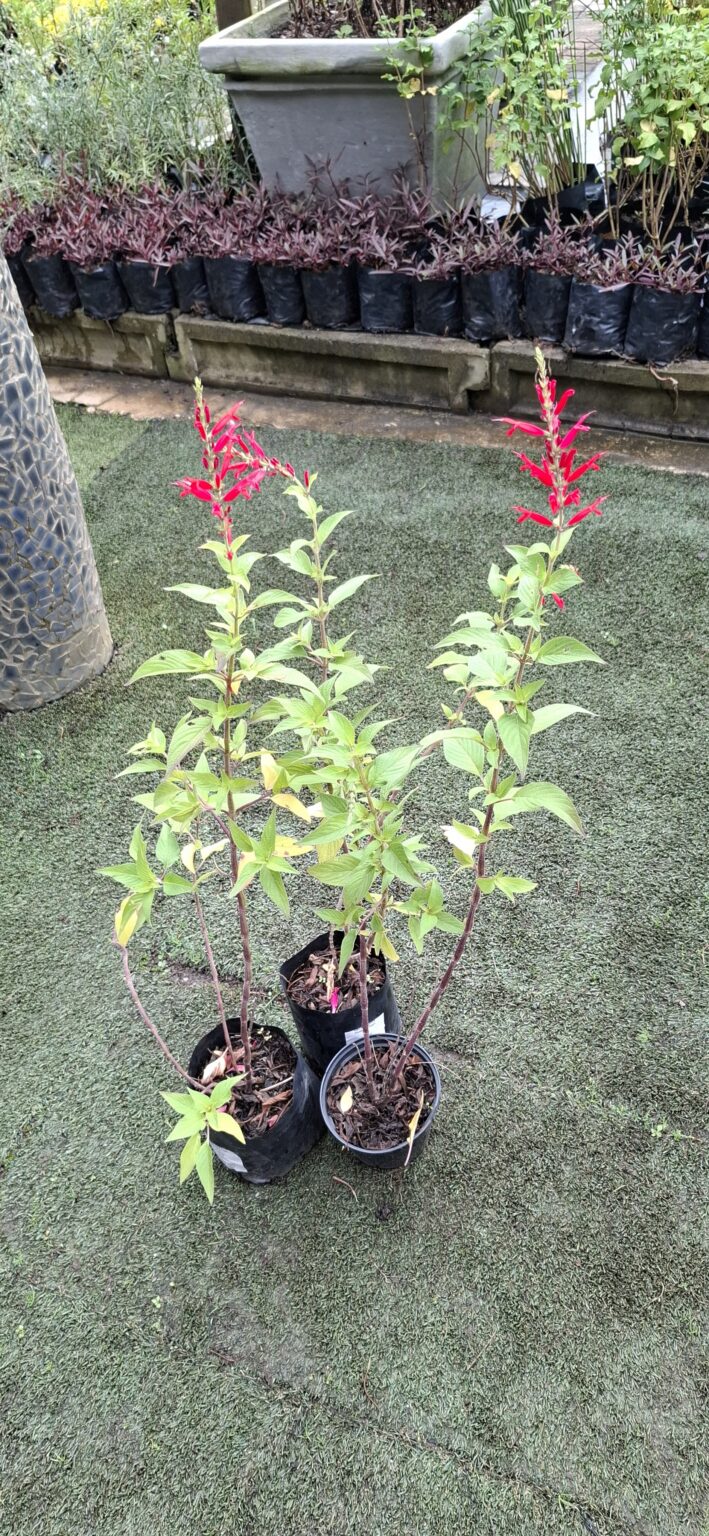1000523298-scaled.jpg Salvia Elegans 'Pineapple Sage'