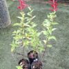1000523298-scaled.jpg Salvia Elegans 'Pineapple Sage'