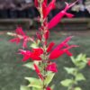 1000523300-scaled.jpg Salvia Elegans 'Pineapple Sage'
